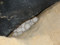 Turtle Laying Eggs
